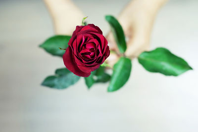 Close-up of rose plant