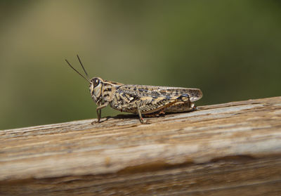 Grasshopper on a wooden railing close up