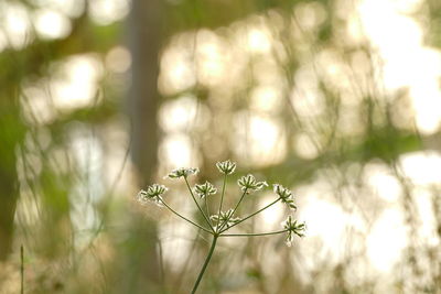 Close-up of flowering plant on land
