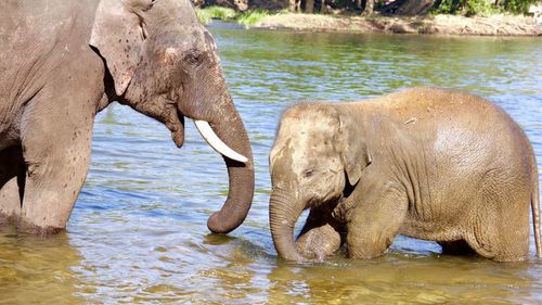 View of elephant in river