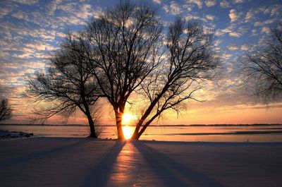 Silhouette of bare trees at sunset