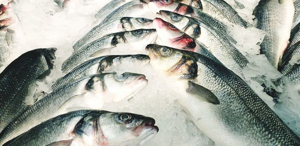 Close-up of fish for sale in market