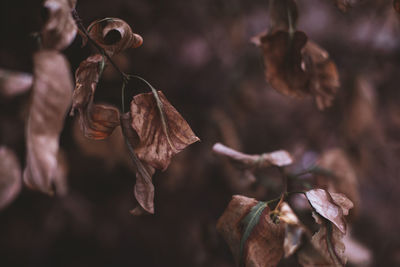 Close-up of dry leaves