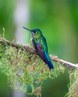 A female violet-tailed sylph, aglaiocercus coelestis, in the andean montane cloud forest of ecuador.
