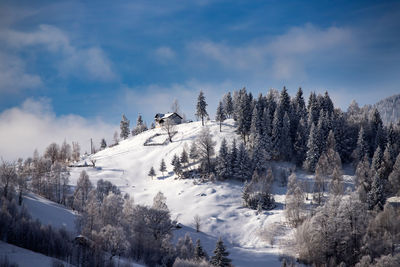 Snow covered plants by trees against sky