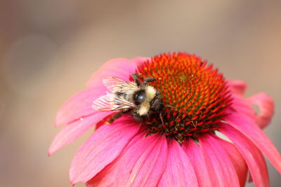 Close-up of bee pollinating on pink flower