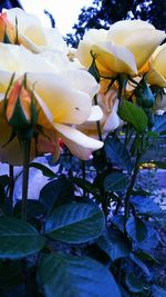 Close-up of flowers