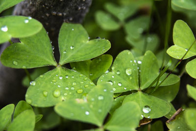 Close-up of raindrops on leaves