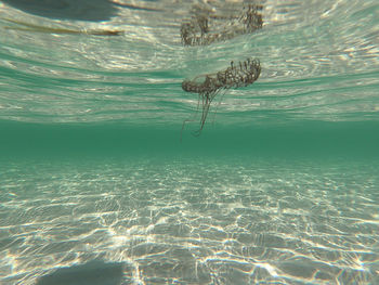 View of turtle in sea