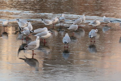 Swans in lake