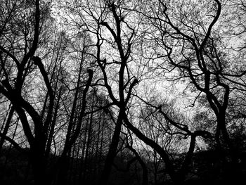 Low angle view of bare trees in forest