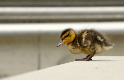 Close-up of a bird