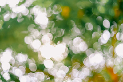 Full frame shot of white flowering plants