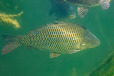 Close-up of fish swimming in sea