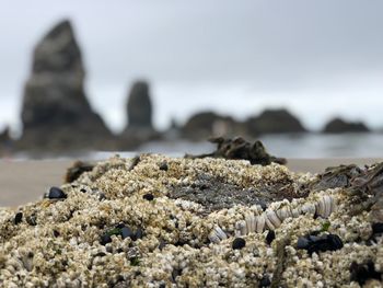 Close-up of rocks on shore