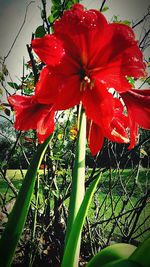 Close-up of red flowers