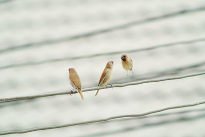 Low angle view of birds on plant