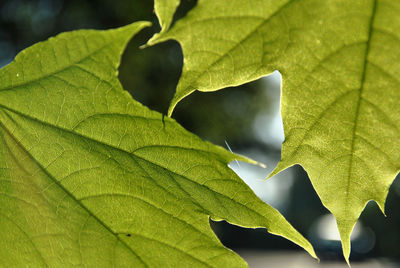 Close-up of fresh green leaf