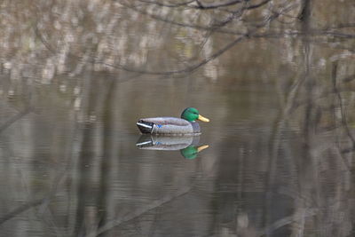 Bird on lake