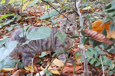 Portrait of cat on plant during autumn