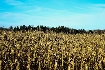 View of wheat field against sky