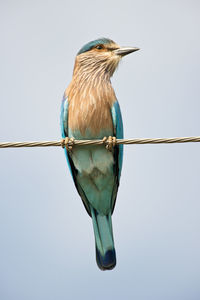 Close-up of bird perching on cable against clear sky