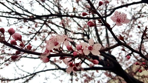 Low angle view of pink cherry blossoms in spring