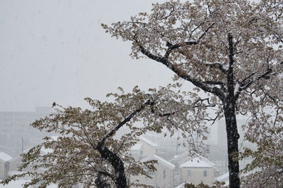 Tree by frozen building against sky during winter