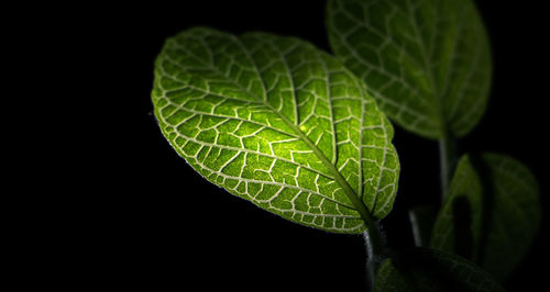 Close-up of leaves over black background