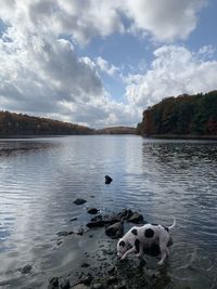 View of dog in lake against cloudy sky