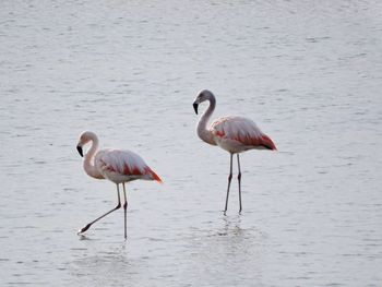 Flamingos in river