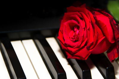 Close-up of red roses