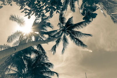 Low angle view of silhouette coconut palm tree against sky