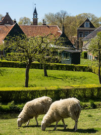 Enkhuizen in the netherlands