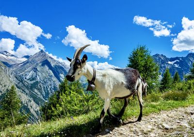 Horse standing in a mountain against sky