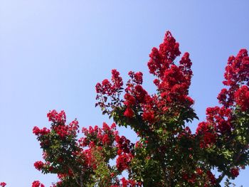 Low angle view of trees against blue sky