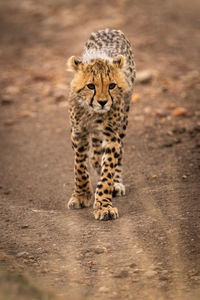 Cheetah cub on field in forest