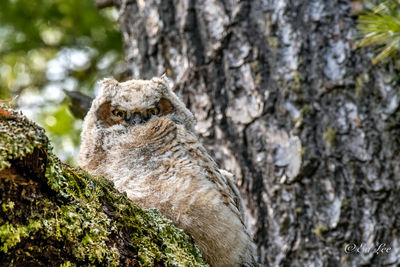Great horned owl 