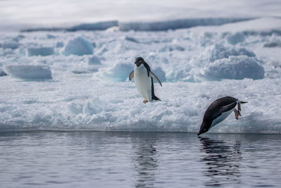 View of birds in sea