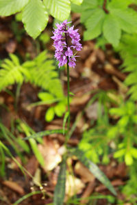 Close-up of purple flowering plant