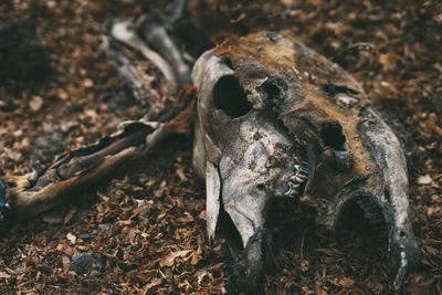 Close-up of skull on field