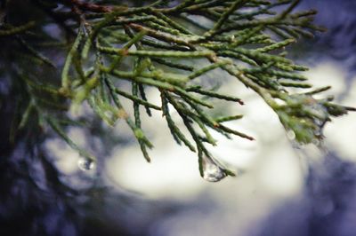 Close-up of leaves on twig