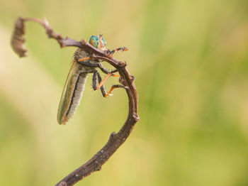 Close-up of insect on plant