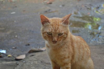 Close-up of a cute orange cat