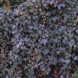 Flowers growing on tree