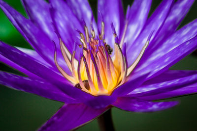 Close-up of purple flower