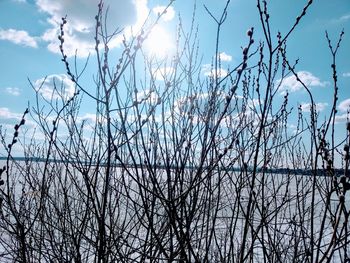 Low angle view of bare tree against sky