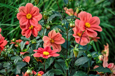 Close-up of flowering plants in park