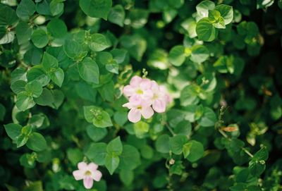 Close-up of flowering plant