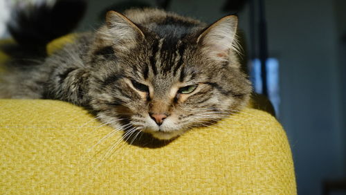 Close-up portrait of a cat